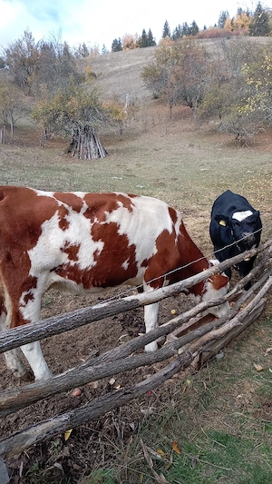 Vând va metis și vitea angus - imagine 3