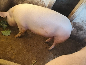 Porc de vanzare - imagine 4