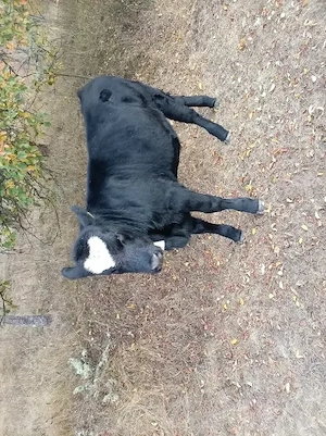 Vând va metis și vitea angus