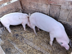 Porci de vanzare. - imagine 4