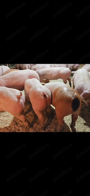 Vand purcei rasa de carne - imagine 4