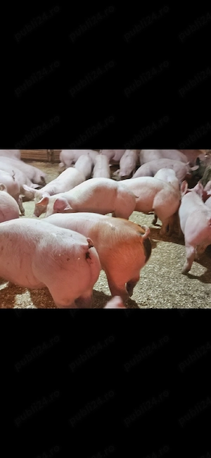 Vand purcei rasa de carne
