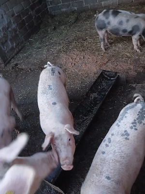 Porci de vînzare