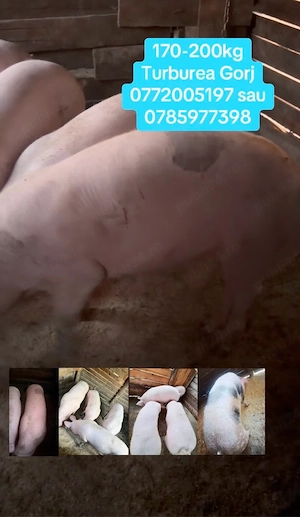 porci pietran cu landrace 170-200kg - imagine 2