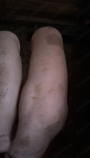 porci pietran cu landrace 170-200kg - imagine 4