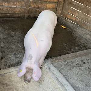 porci pietran cu landrace 170-200kg