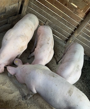 porci pietran cu landrace 170-200kg - imagine 3