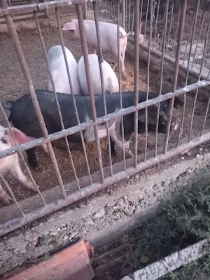 Purcei  Bazna x Alb de banat