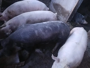 porci pentru sacrificare  - imagine 2