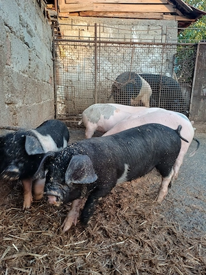 Purcei de vânzare