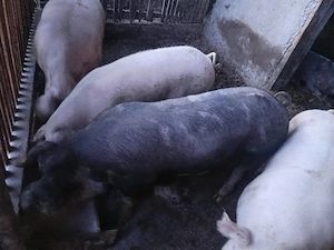 porci pentru sacrificare  - imagine 3