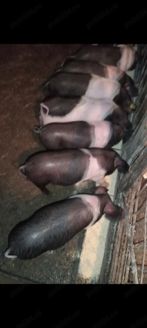 Purcei Bazna Pur !!! 8 săptămâni 