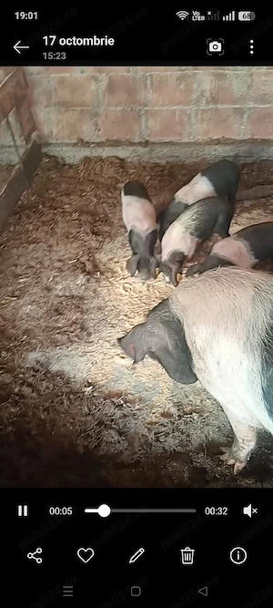 Purcei Bazna Pur !!! 8 săptămâni  - imagine 3
