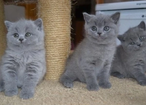 British Shorthair blue  - imagine 3