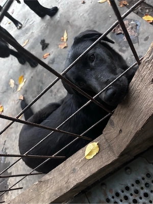 Donez 3 pui maidanez cu labrador  - imagine 2