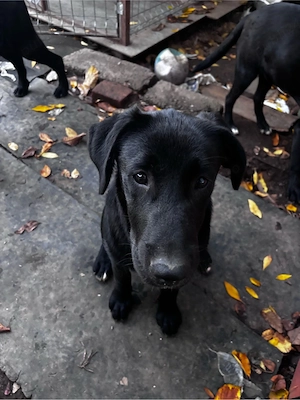 Donez 3 pui maidanez cu labrador 