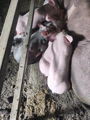 Vând purcei pietrain și zeiger