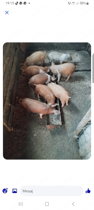 vînd purcei 