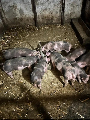de vinzare purcei intarcati 7 saptamini 