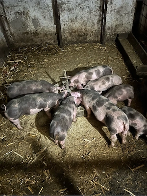 de vinzare purcei rasa pitrean .se pot vedea in rosiori ialomita 