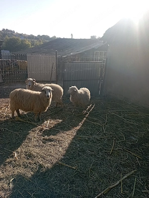vand 2 oi si un berbecuț 