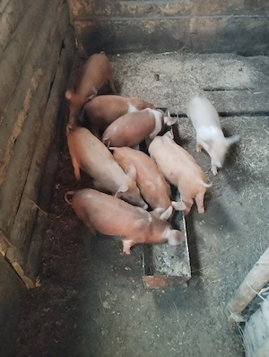 vînd purcei 