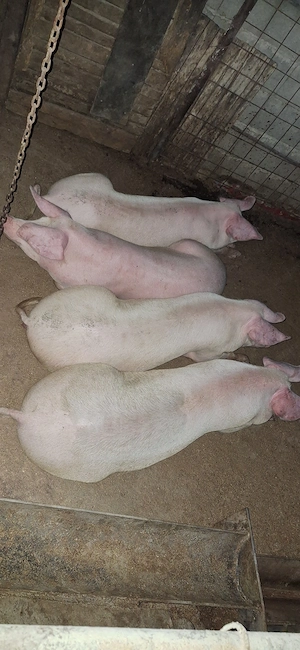 Porci de vanzare de la 80 la 120 kg 