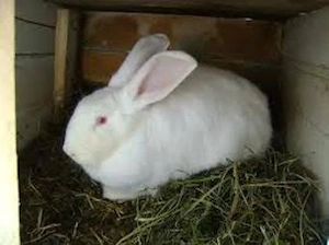 Dau un epuroi de 8luni  tinere  Rasa Belghiana 