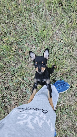 vand pinscher pitic 