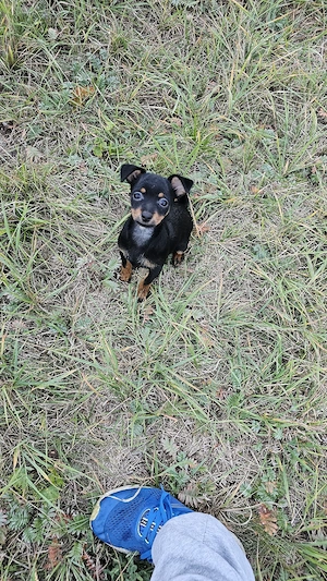 vand pinscher pitic  - imagine 2