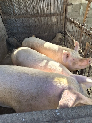 Porci de vanzare