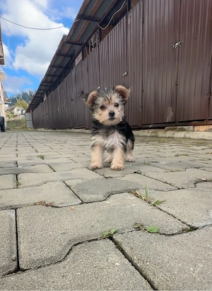 Pui Yorkshire Terrier
