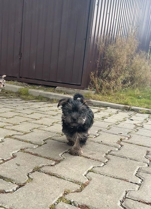 Pui Yorkshire Terrier - imagine 2