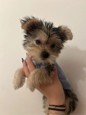 Pui Yorkshire Terrier - imagine 3