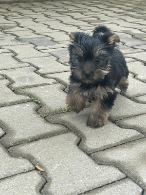 Pui Yorkshire Terrier - imagine 4