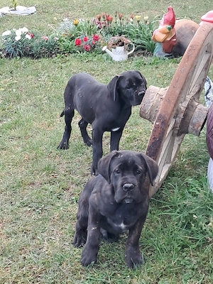 Cățeluși cane corso - imagine 4