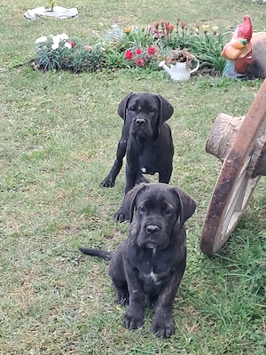 Cățeluși cane corso - imagine 3