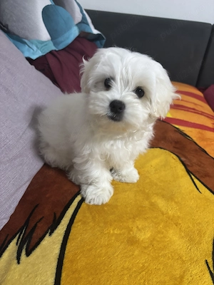 Bichon Maltez  baiat - imagine 3