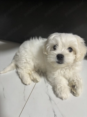 Bichon Maltez  baiat