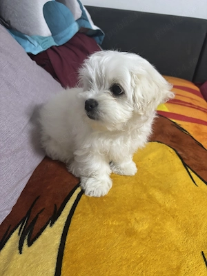 Bichon Maltez  baiat - imagine 4