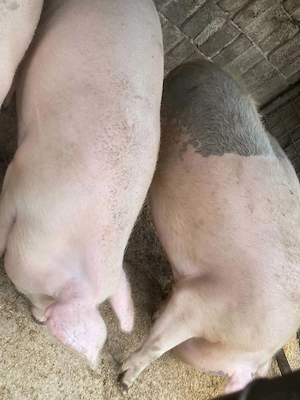 Porci de vanzare