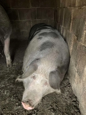Porci de vanzare - imagine 3