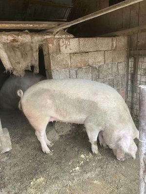 Porci de vanzare - imagine 5