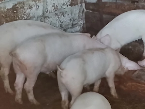 Vand porci
