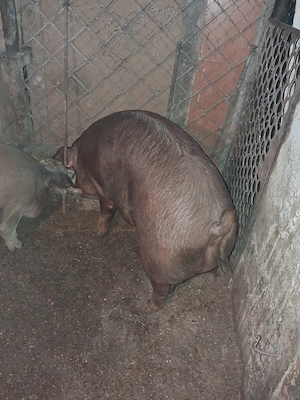 Vind 2 porci duroc femela si mascul.Greutate intre 120-150kg. - imagine 4