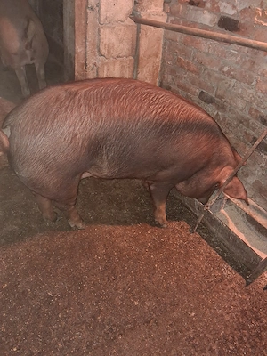 Vind 2 porci duroc femela si mascul.Greutate intre 120-150kg.