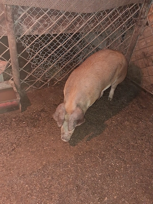 Vind 2 porci duroc femela si mascul.Greutate intre 120-150kg. - imagine 5