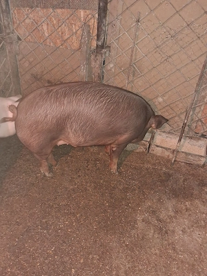 Vind 2 porci duroc femela si mascul.Greutate intre 120-150kg. - imagine 3
