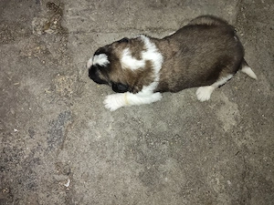 pui saint bernard - imagine 2
