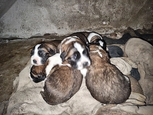 pui saint bernard